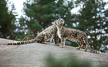 Animals, Stones, Predators, Playful, Big Cats, Snow Leopards HD wallpaper