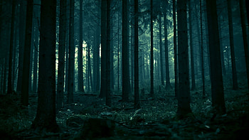 dark forest 12902 ref- background tenebroso HD wallpaper