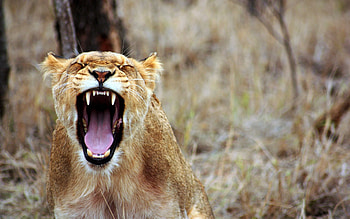 Africa, Animal, Lion, Snarl, Cats HD wallpaper