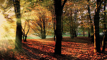 Forest Sun Rays, Sun rays, Leaves, Sunset, Forest HD wallpaper