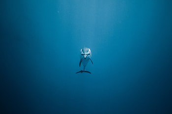 Dolphin Underwater , dolphin, animals, underwater HD wallpaper