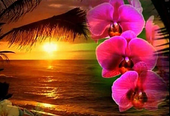 Exotic Beach Sunset, summer, exotic, nature, sunset, orchids, beach HD wallpaper