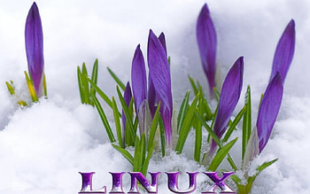 Linux, v, x, c, y HD wallpaper
