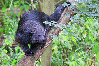 Bearcat Binturong on a branch, Stock HD wallpaper