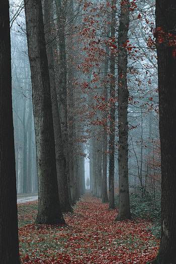 Nature, Trees, Autumn, Fog HD phone wallpaper