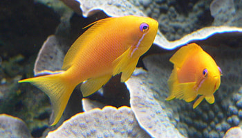 Sea Goldies, sea, goldies, fish, coral HD wallpaper