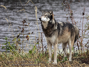 STANDING PROUD AND TALL, i love wolves, wolves, animals, dogs, grey wolf, proud wolf, wolf pups, pond HD wallpaper