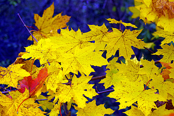 Nature, Autumn, Leaves, Maple, Fallen HD wallpaper