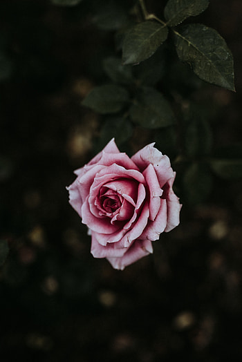 Flowers, Pink, Flower, Plant, Rose Flower, Rose, Bloom, Flowering HD phone wallpaper