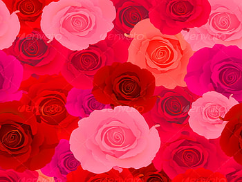 R O S E S, pink, abstract, roses, color, dark red, red, flowers HD wallpaper