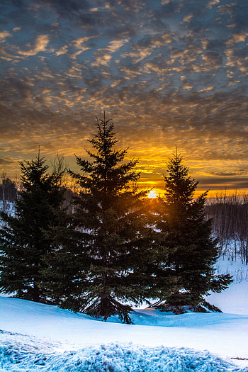 Landscape, Winter, Nature, Trees, Sunset, Snow, Fir-Trees HD phone wallpaper