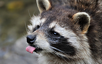 Animals, Raccoons HD wallpaper