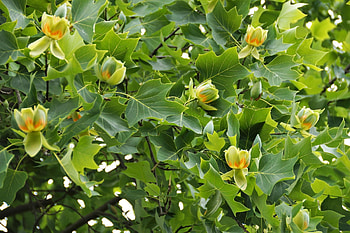 Tulip Poplar, George Washington's Mount Vernon HD wallpaper