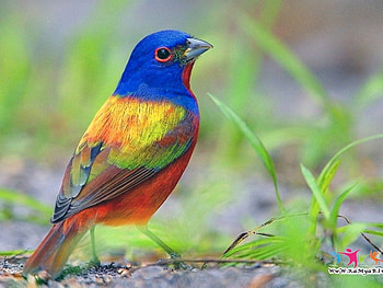 rainbow bird, colors, birds, rainbow, beauty HD wallpaper