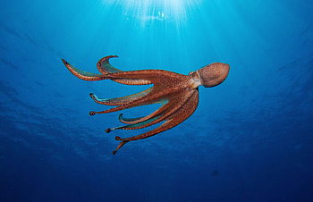 HQ octopus , graphic excellence, Vivid cephalopod , Stunning animal HD wallpaper