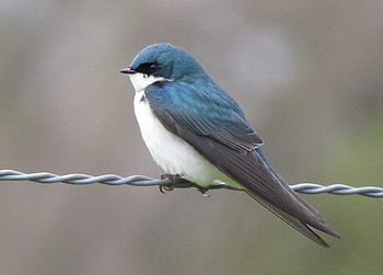 Swallow, Birds of Sacramento, Avian diversity, Bird conservation HD wallpaper