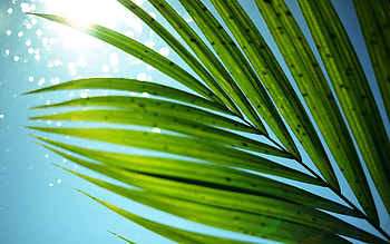 Sky, Leaves, Macro, Shine, Light, Bright HD wallpaper
