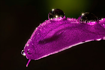 Salvia With Droplets , drops, graphy HD wallpaper