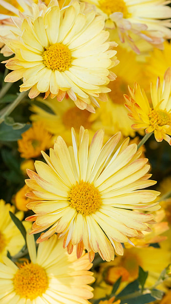 Yellow chrysanthemum, U, Gorgeous flower, Nature HD phone wallpaper