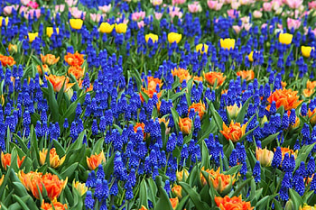 Colorful-Flower, colorful, beautiful, , flower HD wallpaper