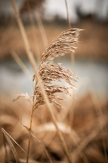 Plant, Macro, Brown, Cane, Reed HD phone wallpaper