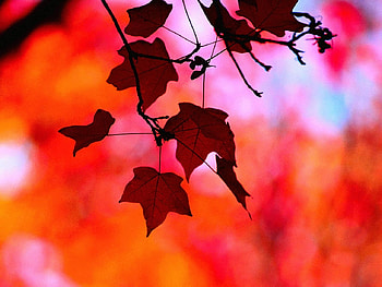 red background, season, red, autumn, nature, forest HD wallpaper
