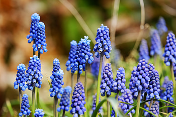 Purple, hyacinth, flowers, plants HD wallpaper