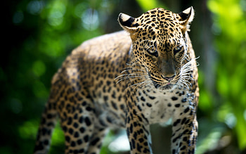 Animals, Leopard, Predator, Stroll HD wallpaper