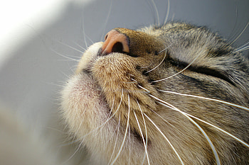 Animals, Cat, Muzzle, Tenderness, Mustache, Moustache, Nose HD wallpaper