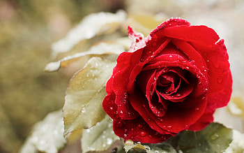 Beautiful Red Rose HD wallpaper
