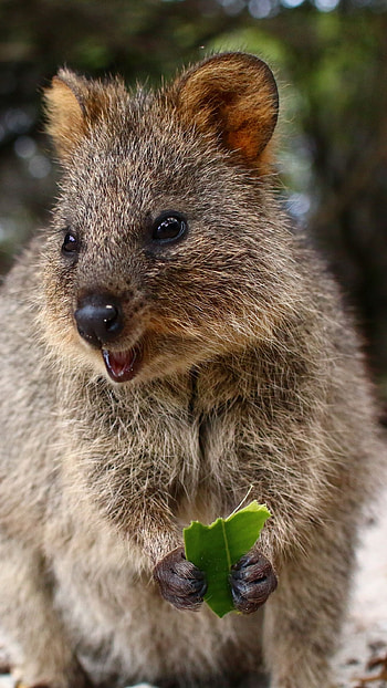 Quokka wonder, Cute marsupial, Playful creature, Smiling quokka HD phone wallpaper