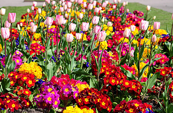 Flowers, Tulips, Bright, Greens, Flower Bed, Flowerbed, Spring HD wallpaper