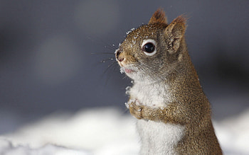 Animals, Squirrel, Snow, Animal HD wallpaper