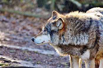 Wolf, muzzle, furry animal, predator, wildlife HD wallpaper