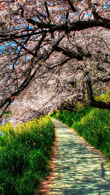 May, Spring Season HD phone wallpaper