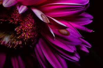 Purple Petals , petals, flowers, macro HD wallpaper