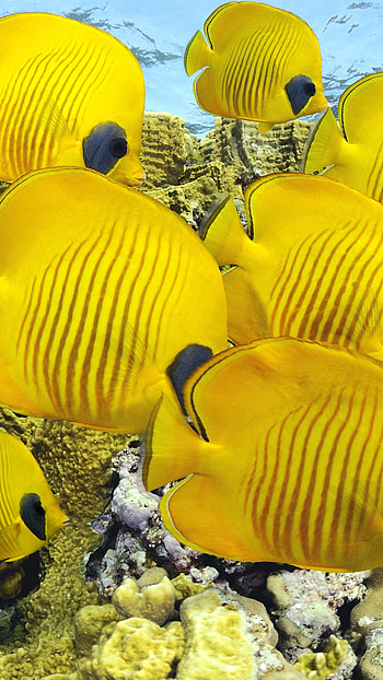 Underwater coral wonder, Vibrant butterflyfish, Diving destinations, Breathtaking HD phone wallpaper