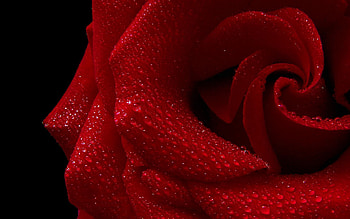 Background, Drops, Macro, Rose Flower, Rose, Petals HD wallpaper