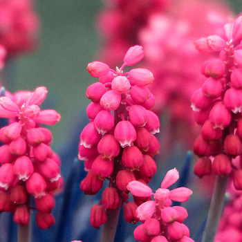 Flower muscari grape hyacinth, Blossoming nature, Pink wonders, Beautiful HD phone wallpaper