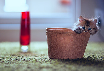 Animals, Fluffy, Kitty, Kitten, Hide, Lamp, Playful, Pots, Plant Pot HD wallpaper