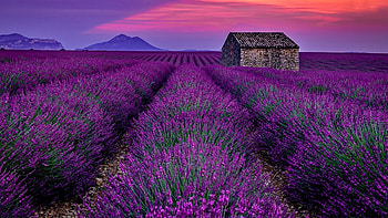 Lavender field, house, beautiful, fragrance, purple, summer, field, lavender, scent, sunset HD wallpaper