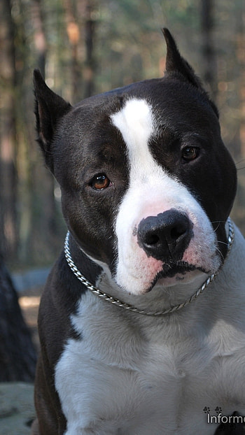 Pitbull Dog, Cute HD phone wallpaper