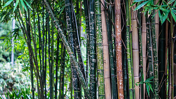 bamboo , High definition, Nature's beauty HD wallpaper
