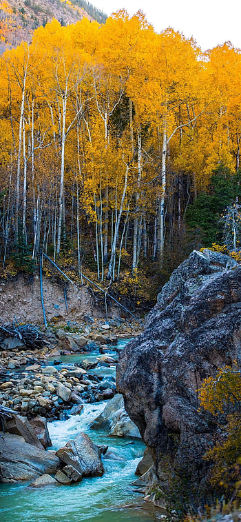 Autumn 12 , Nature's palette, Vibrant beauty, Captivating charm HD phone wallpaper