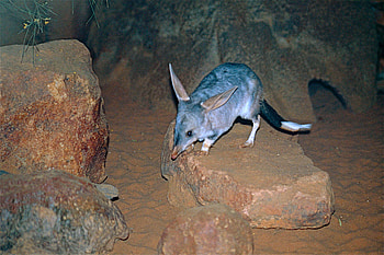 Macrotis (Bilby), Greater bilby facts, Lagotis species, Encyclopedia of life HD wallpaper