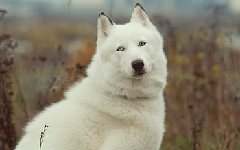 Animals, Grass, Dog, Husky, Haska, Wool HD wallpaper