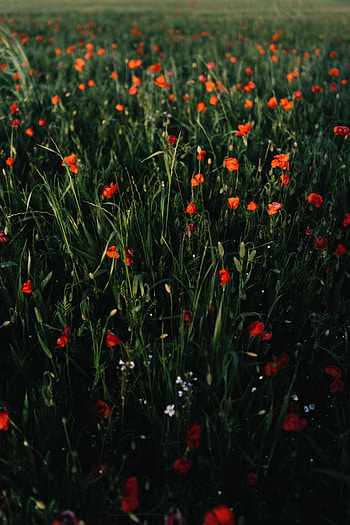 Flowers, Grass, Poppies, Field, Scope, Spaciousness HD phone wallpaper