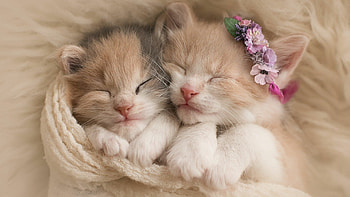 Kitten, newborn kitten, cute pet, lovable HD wallpaper