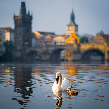 Animals, Building, Lake, Bird, Swan HD phone wallpaper