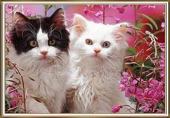 CUTE KITTENS, NATURE, CUTE, KITTENS HD wallpaper